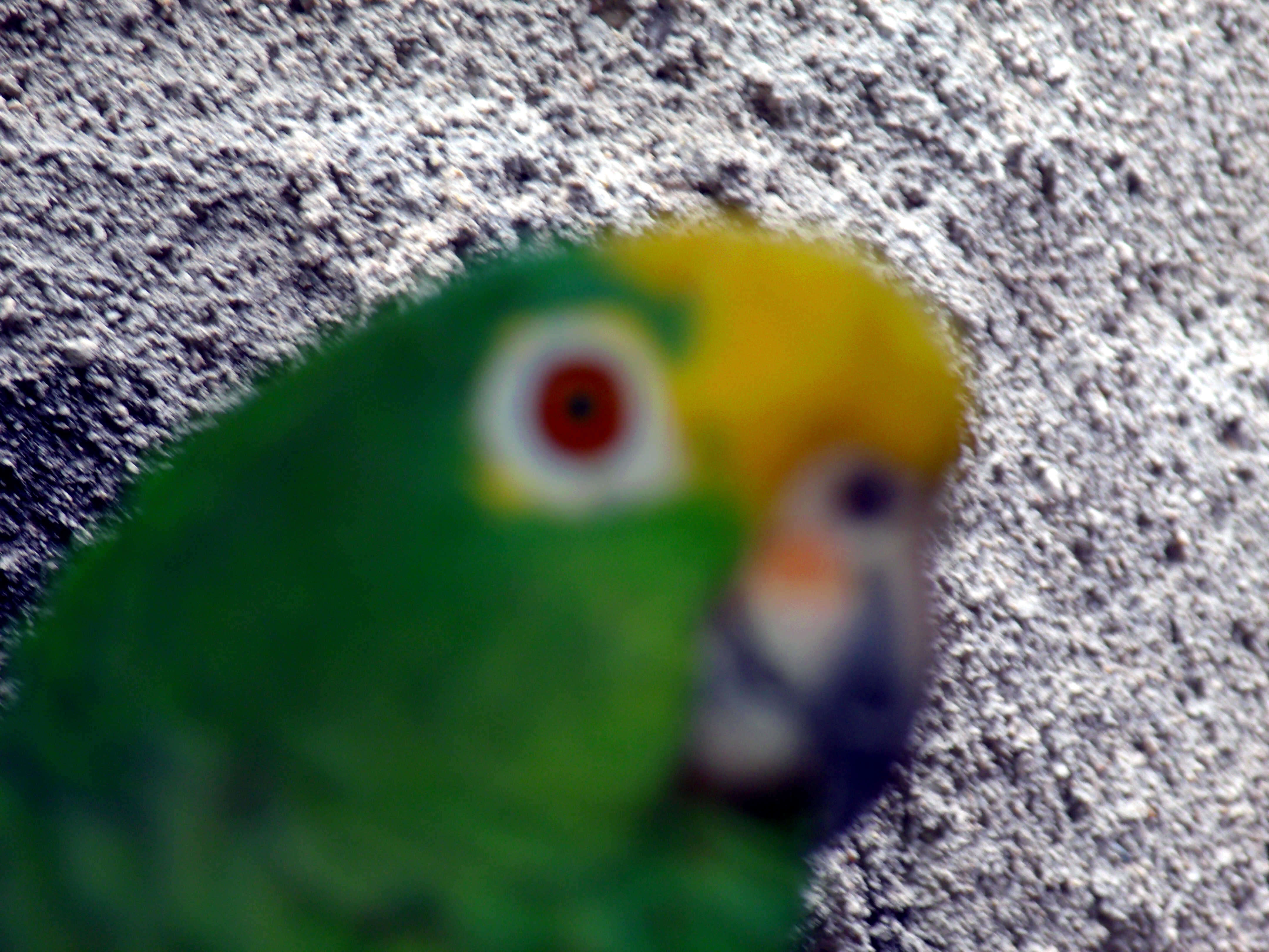 Image of Yellow-crowned Parrot, Yellow-crowned Amazon