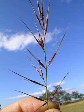 Imagem de Aristida acuta S. T. Blake