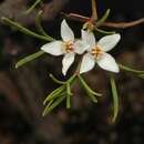 Image of Boronia gunnii Hook. fil.