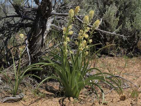 Image of foothill deathcamas