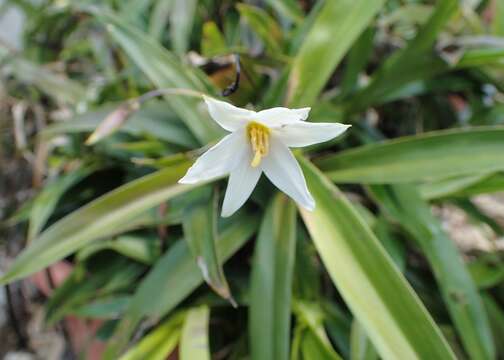 Image of Xerophyta elegans (Balf.) Baker