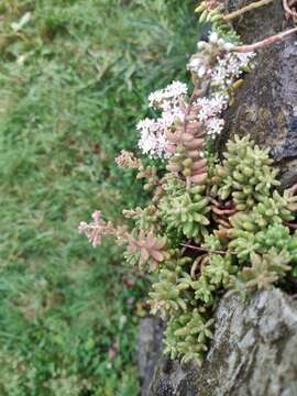 Image of White Stonecrop