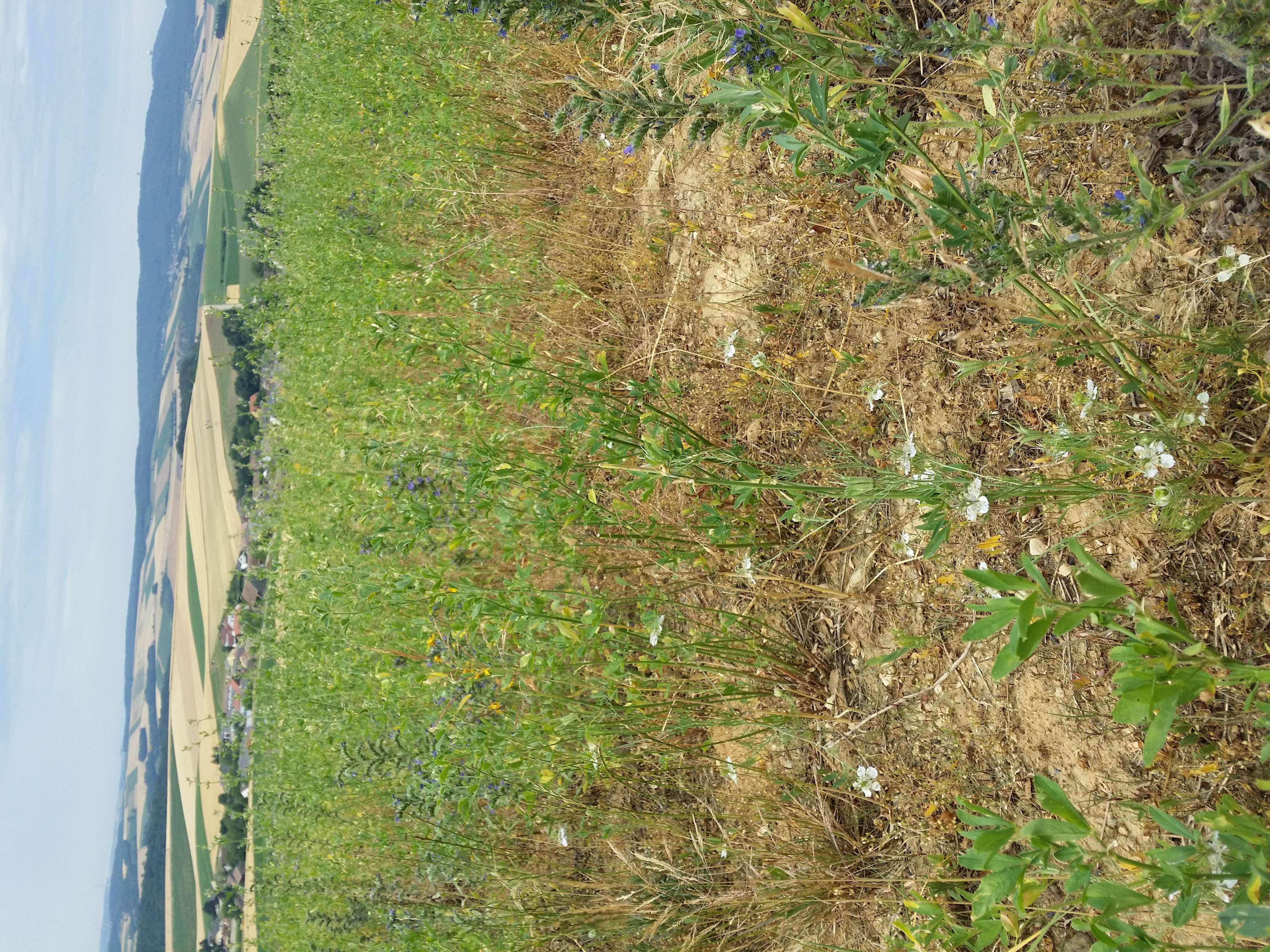 Nigella arvensis L. resmi