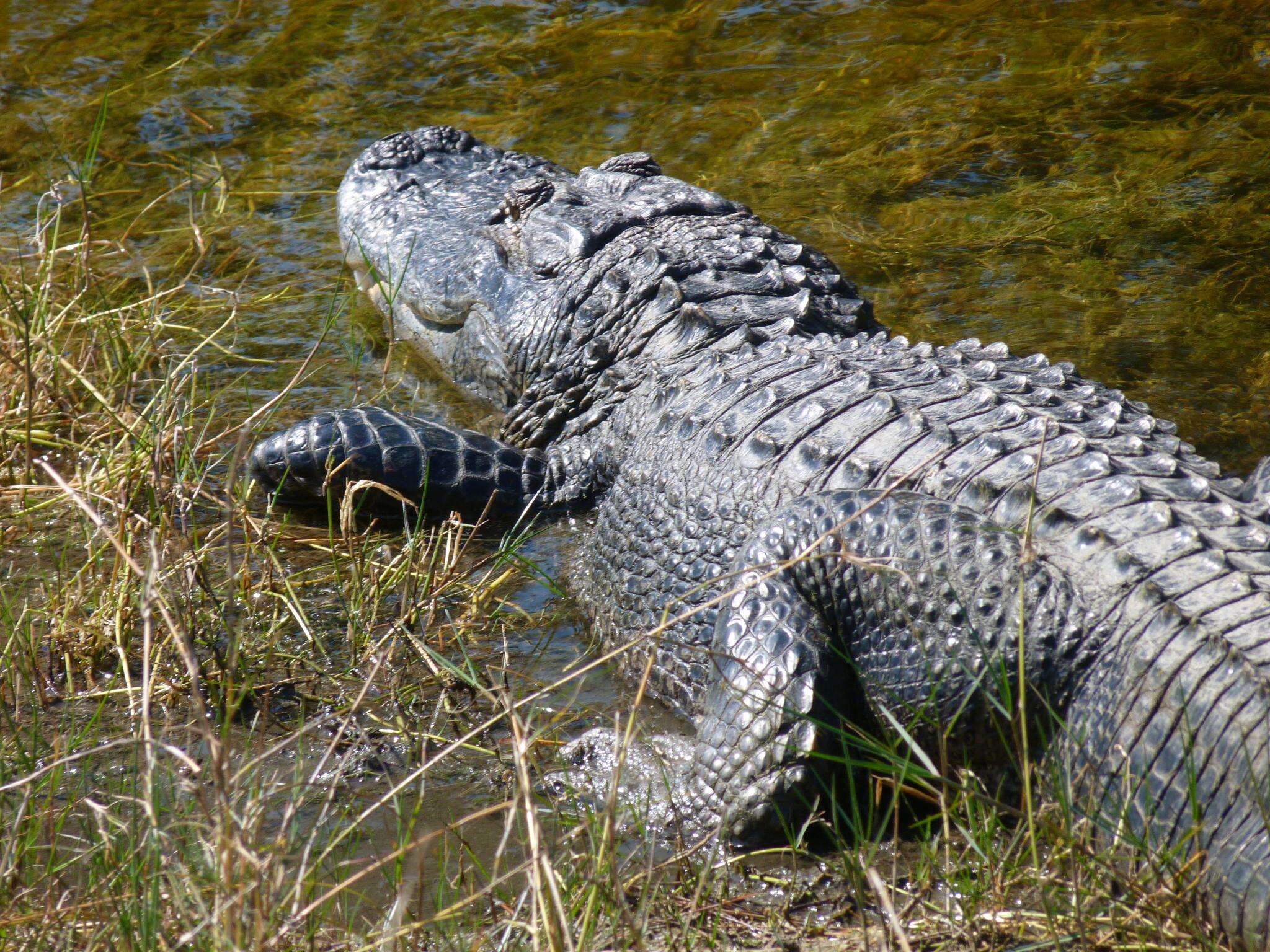 Image of alligators