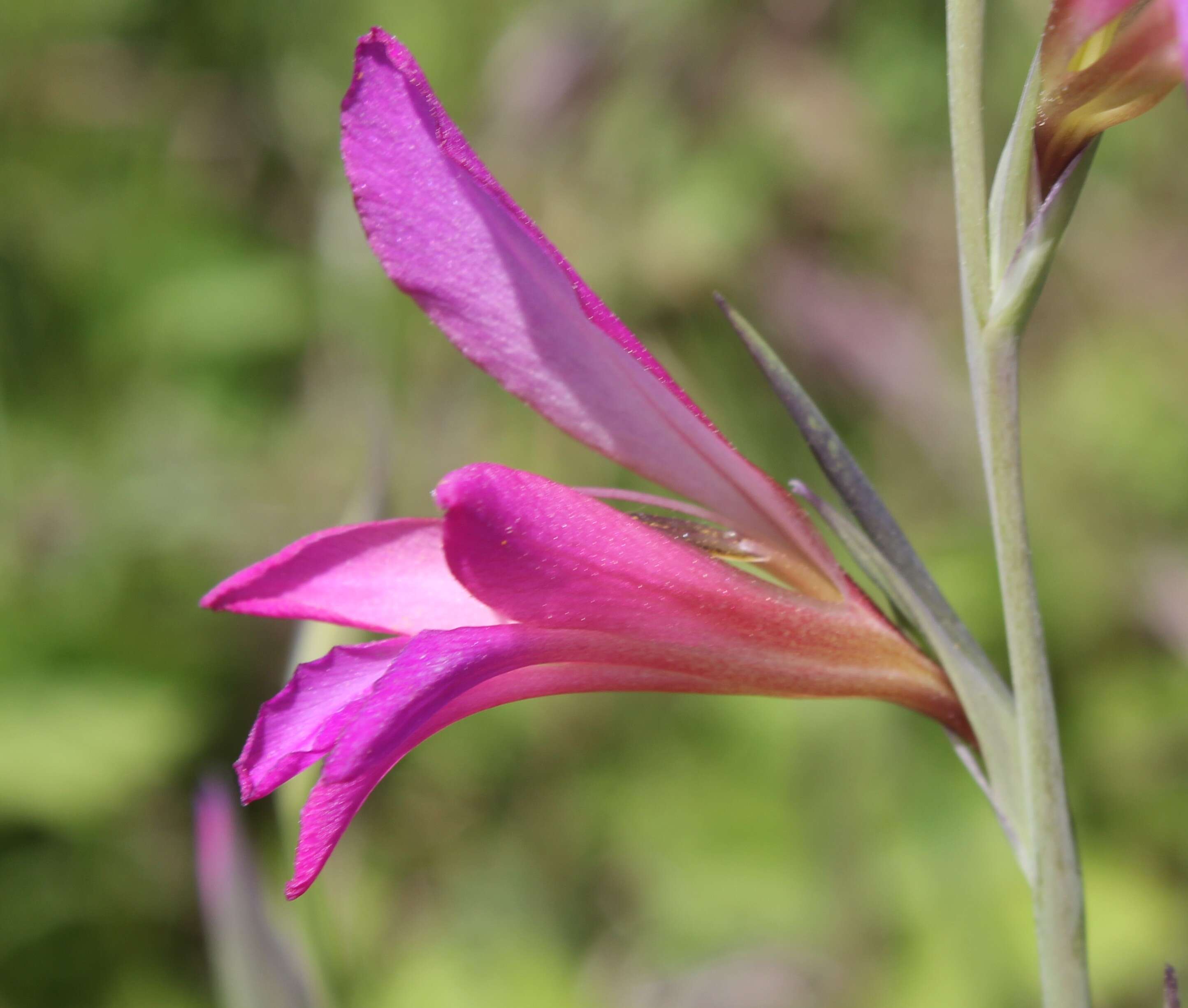 Image of Common Sword Lily