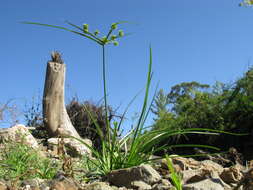 Image of Tall flatsedge