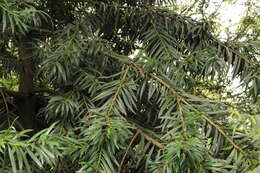 Image of Podocarpus oleifolius D. Don