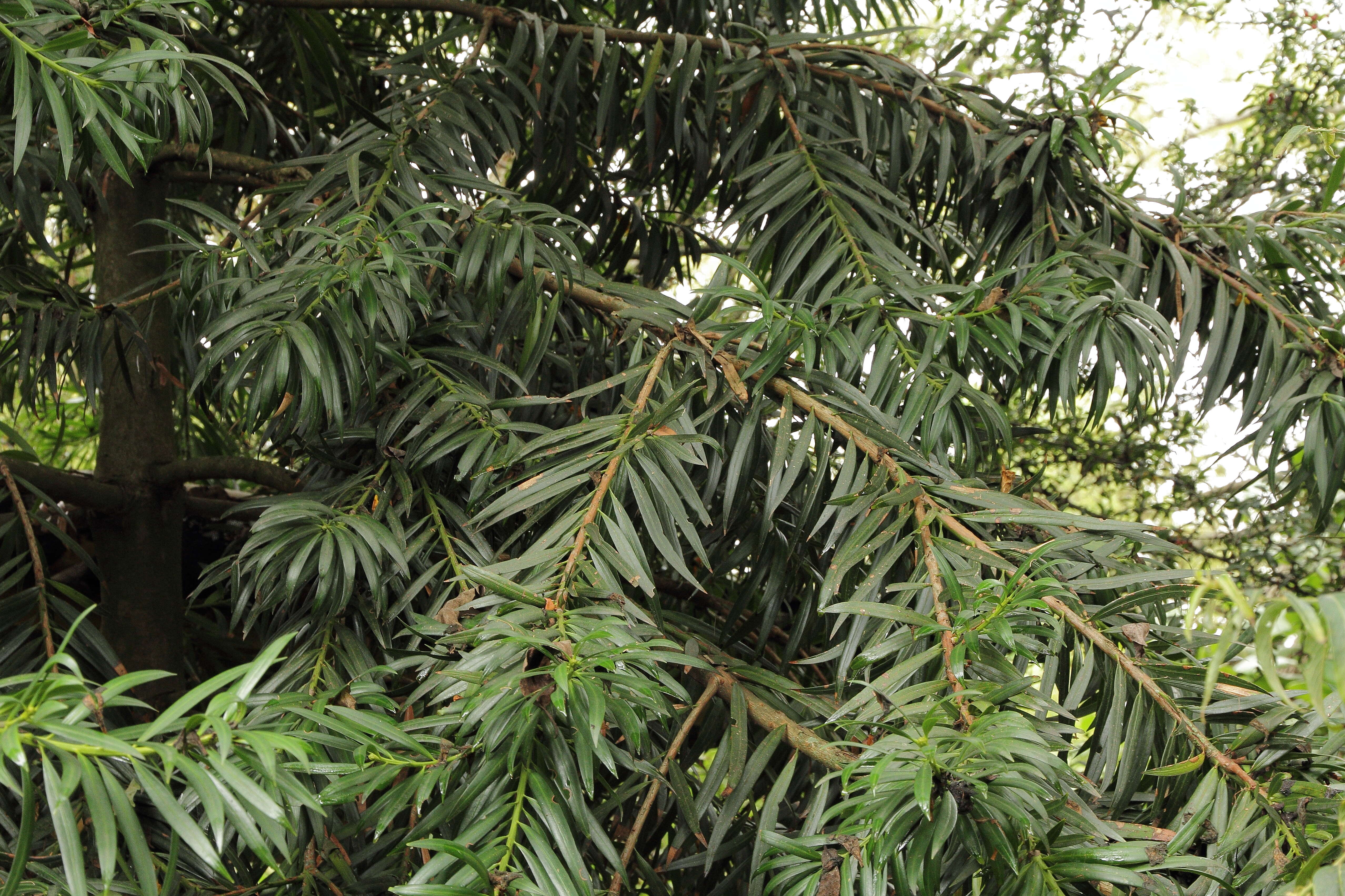 Image of Podocarpus oleifolius D. Don