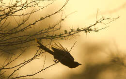 Image of Black Drongo