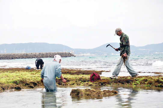 Слика од Sargassum fusiforme