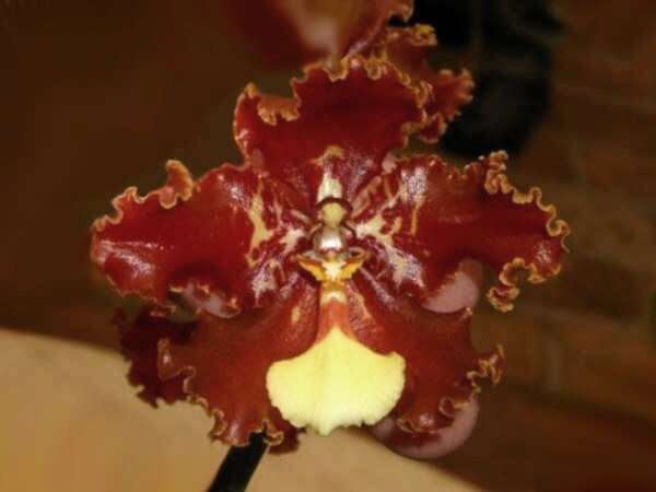 Image of Otoglossum