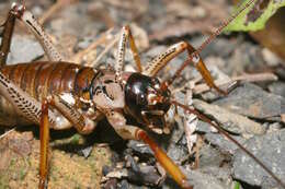 Image of Auckland tree weta