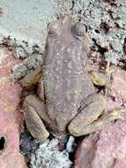 Image of asian black spotted toad