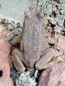 Image of Asian black-spined toad