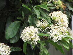 Image of Ixora finlaysoniana Wall. ex G. Don