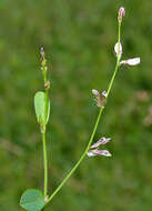 Plancia ëd Alysicarpus bupleurifolius (L.) DC.