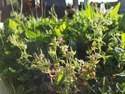 Plancia ëd Geranium dissectum L.