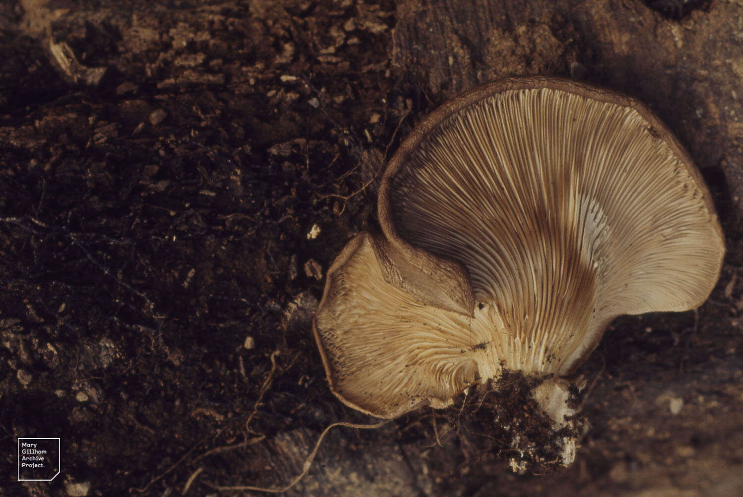 Image of Pleurotus ostreatus (Jacq.) P. Kumm. 1871