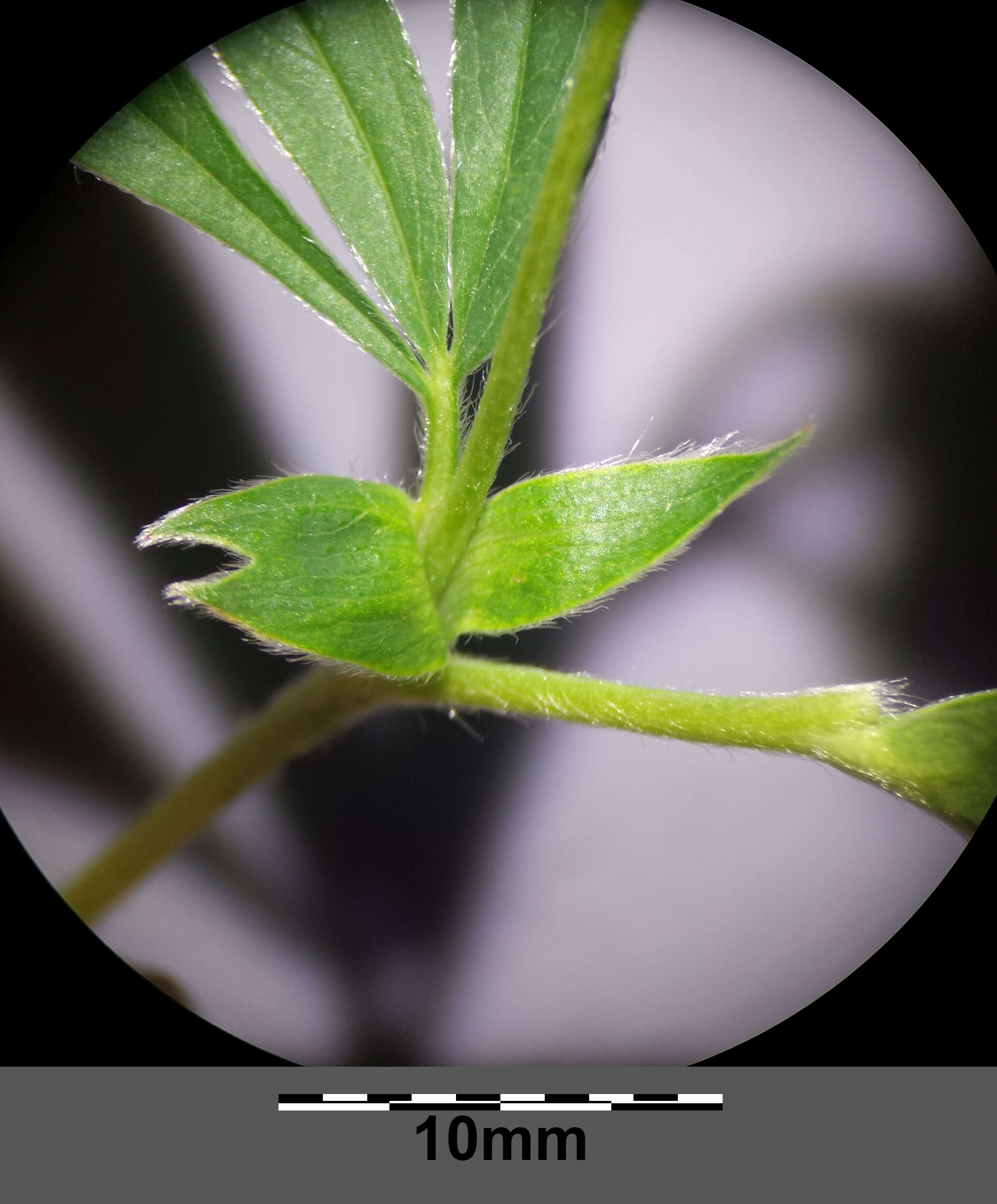 Imagem de Potentilla alba L.