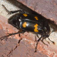 Image of Roundneck Sexton Beetle