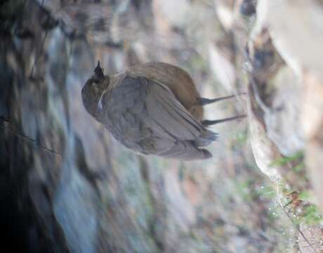 Image of Tawny Antpitta