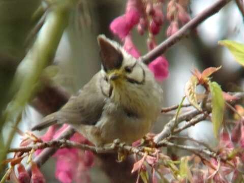 Image of Formosan Yuhina