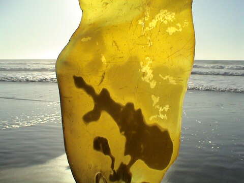 Image of Japanese kelp