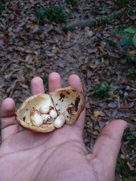 Image de Sterculia parviflora Roxb.