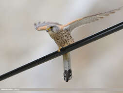 Image of kestrel, common kestrel