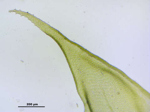 Image of antitrichia moss