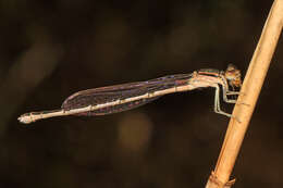 Image of Familiar Bluet