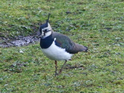 Image of Lapwing