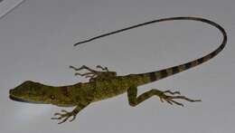 Image of Anolis anoriensis Velasco, Gutiérrez-cárdenas & Quintero-angel 2010