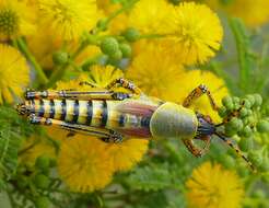 Image of Elegant Grasshopper