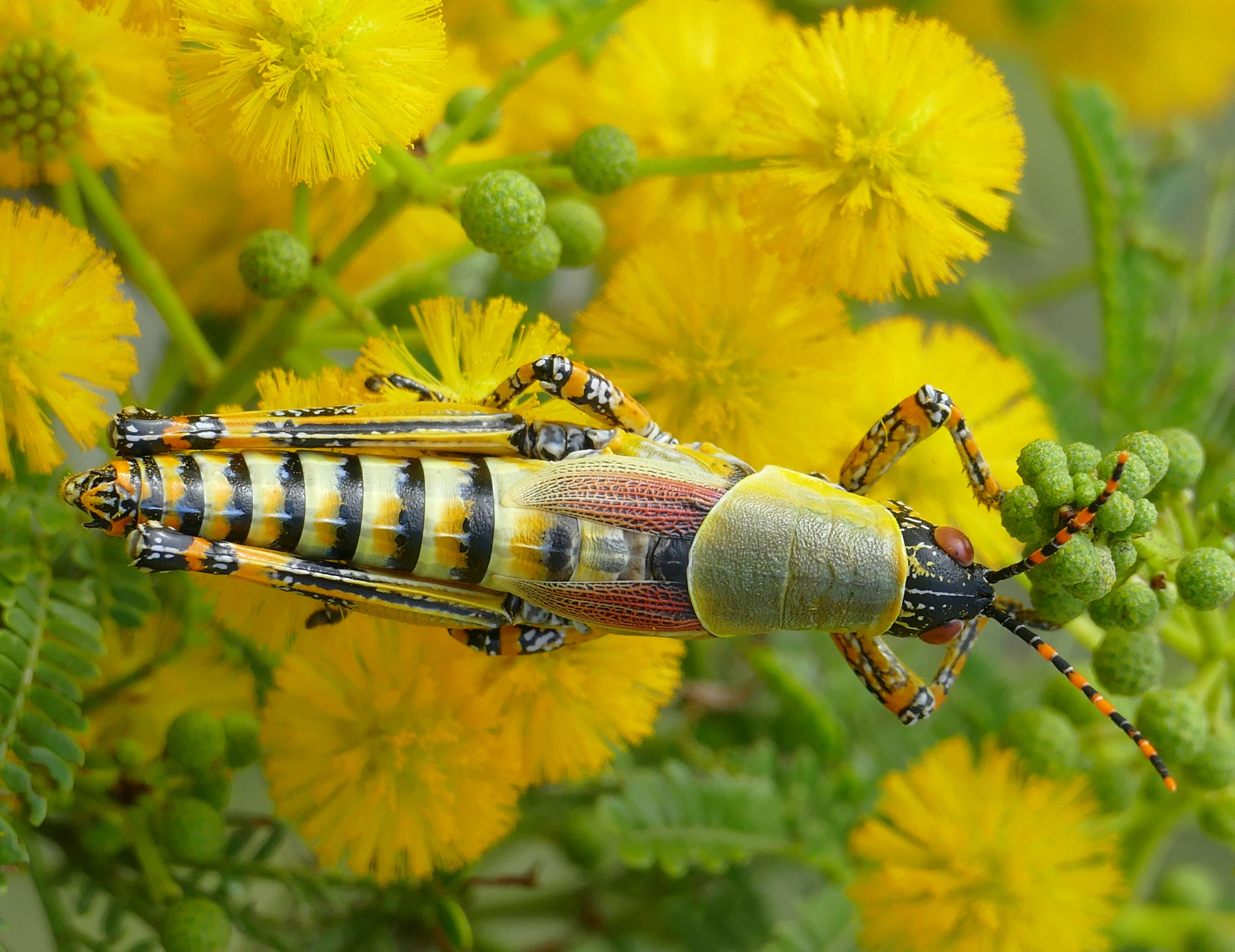 Image of Elegant Grasshopper