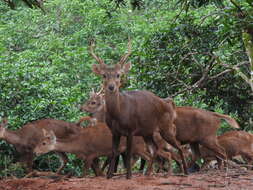 Image of Bawean Deer