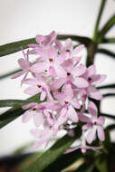 Image of Vanda christensoniana (Haager) L. M. Gardiner