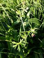 Plancia ëd Geranium dissectum L.