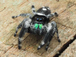 صورة Phidippus regius C. L. Koch 1846