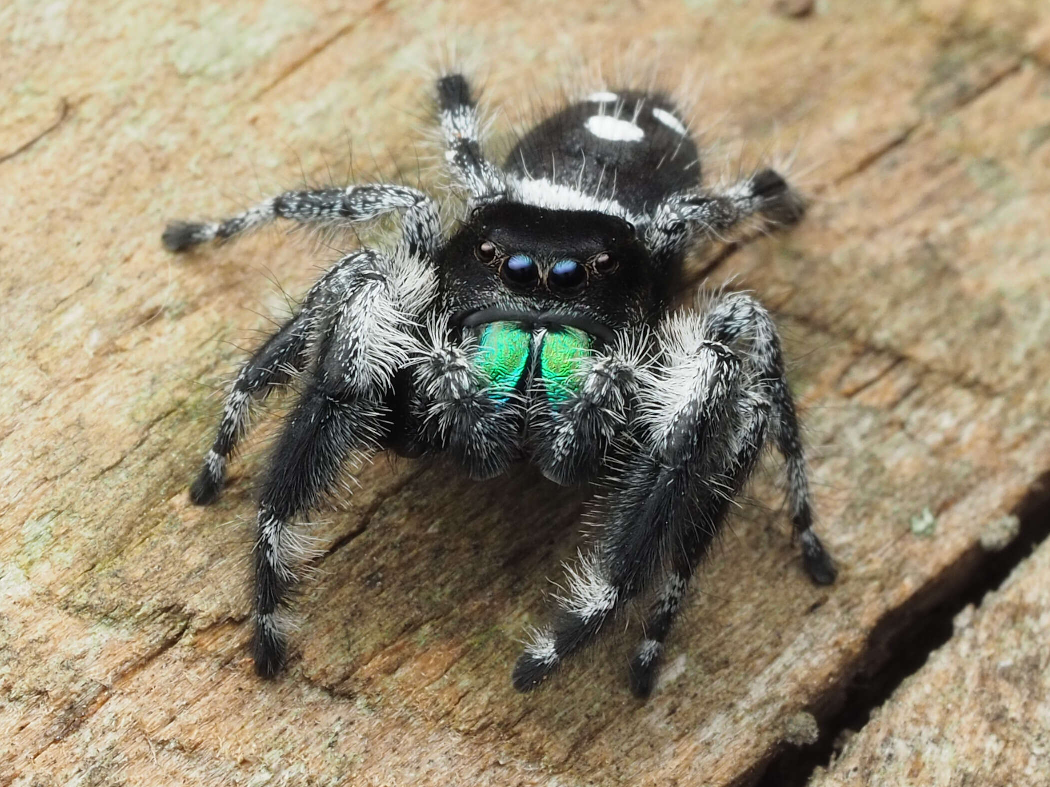 صورة Phidippus regius C. L. Koch 1846