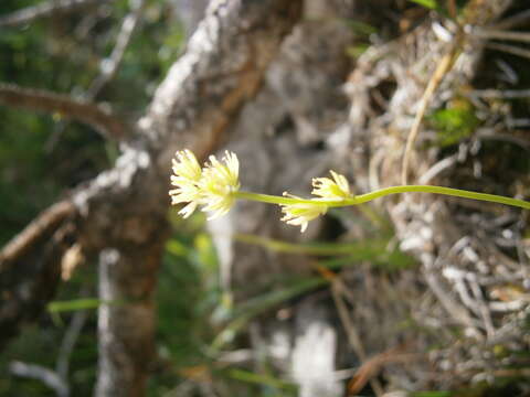 Image of Tofield's asphodel