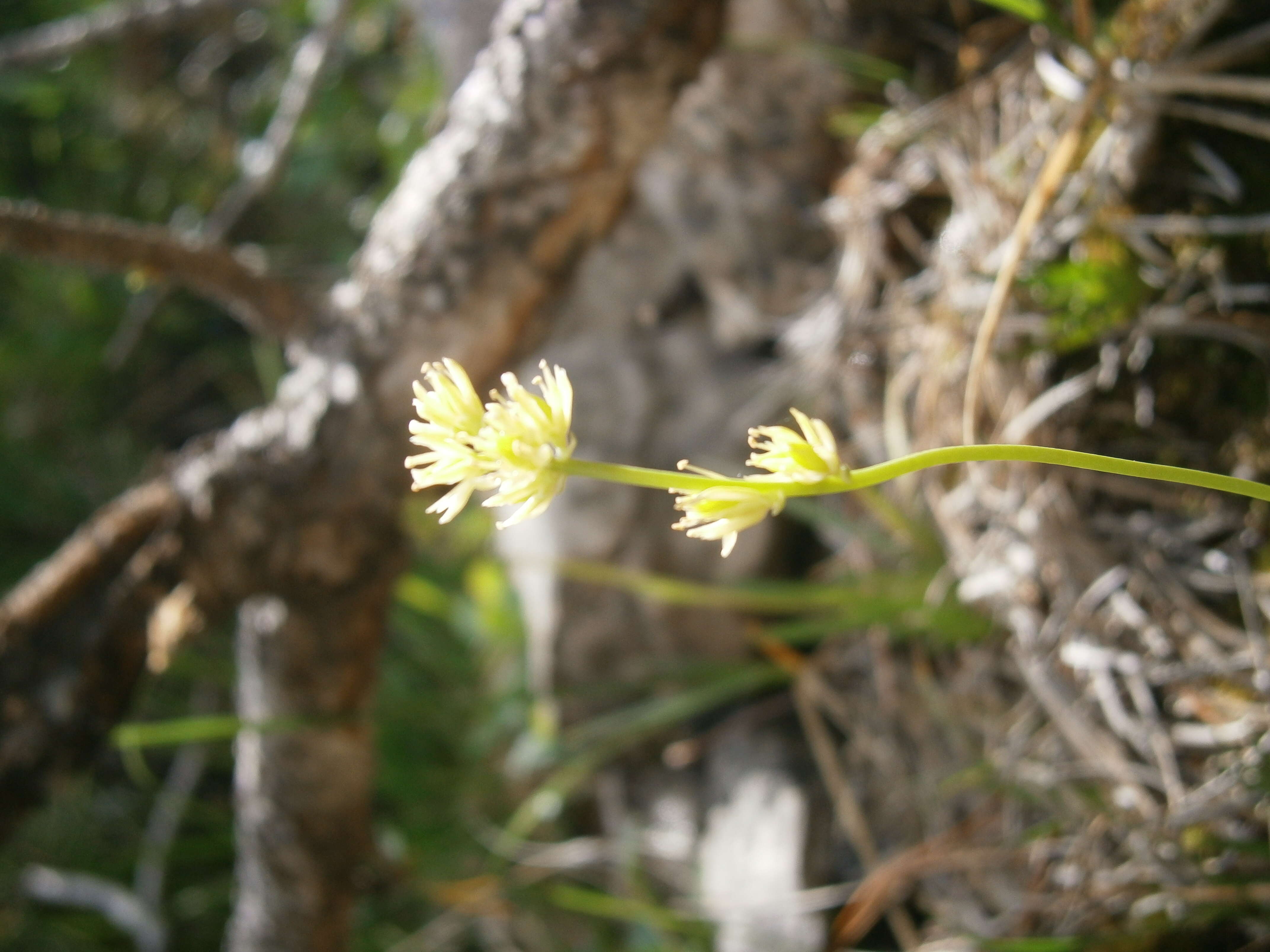 Plancia ëd Tofieldia calyculata (L.) Wahlenb.