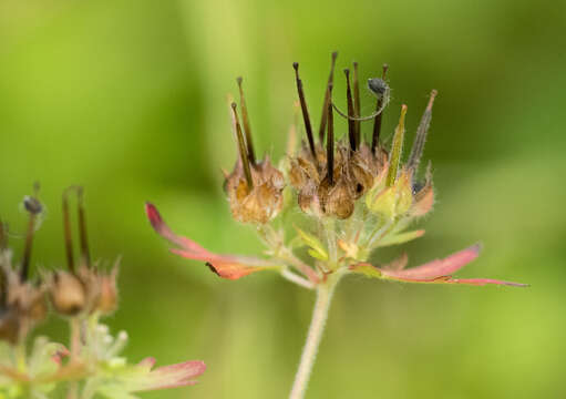 Image of Carolina geranium