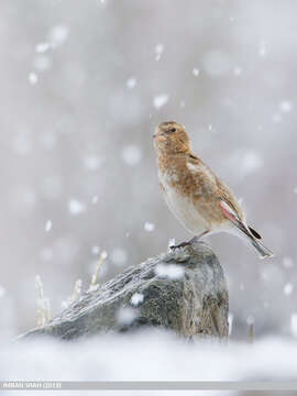 Image of Asian Crimson-winged Finch