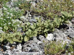 Image de Solanum nelsonii Dun.