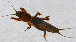 Image of Northern Mole Crickets