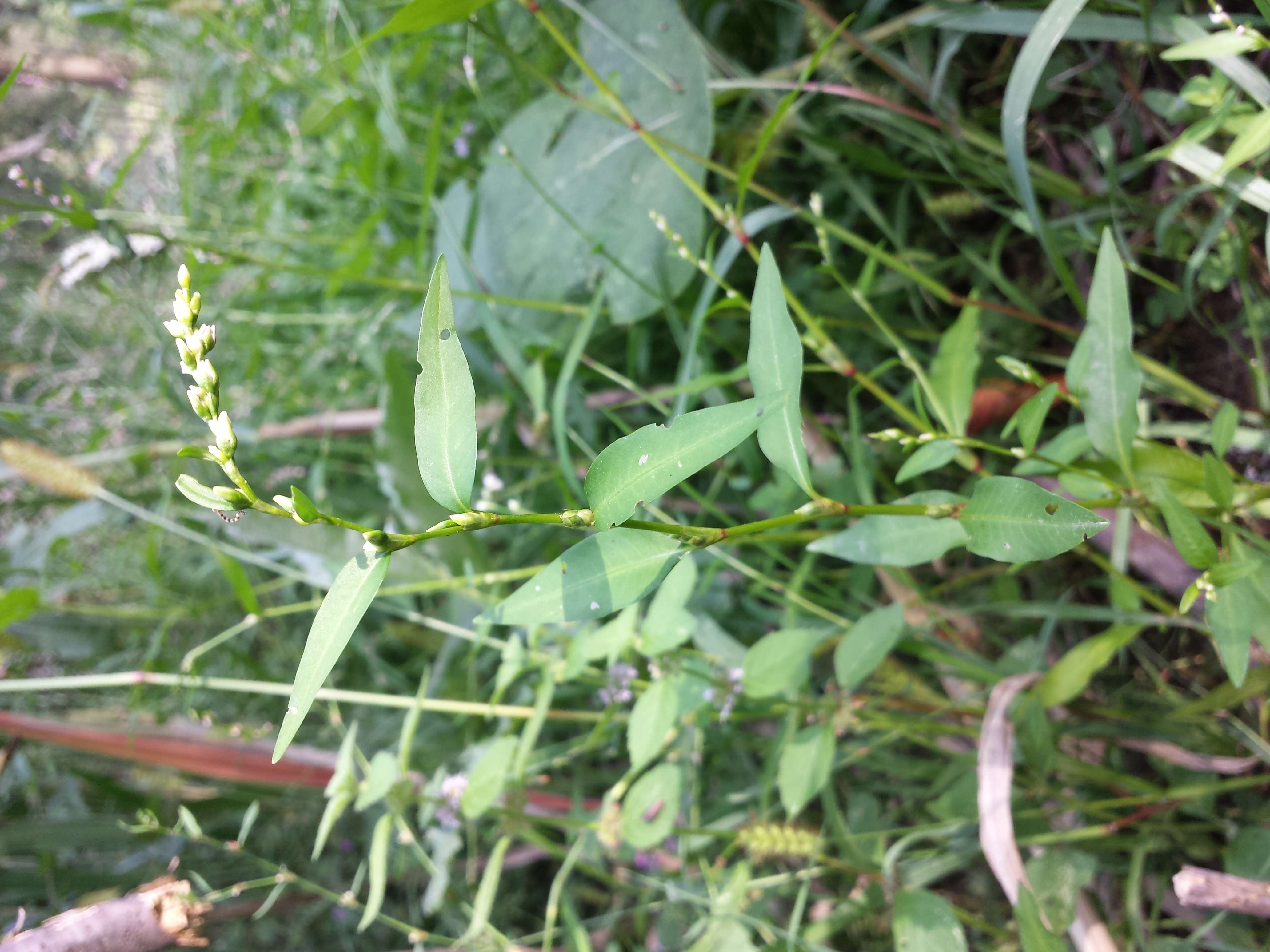 Image of Water-pepper