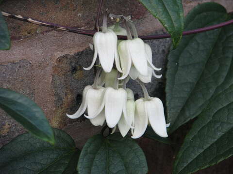 Image of Clematis urophylla Franch.