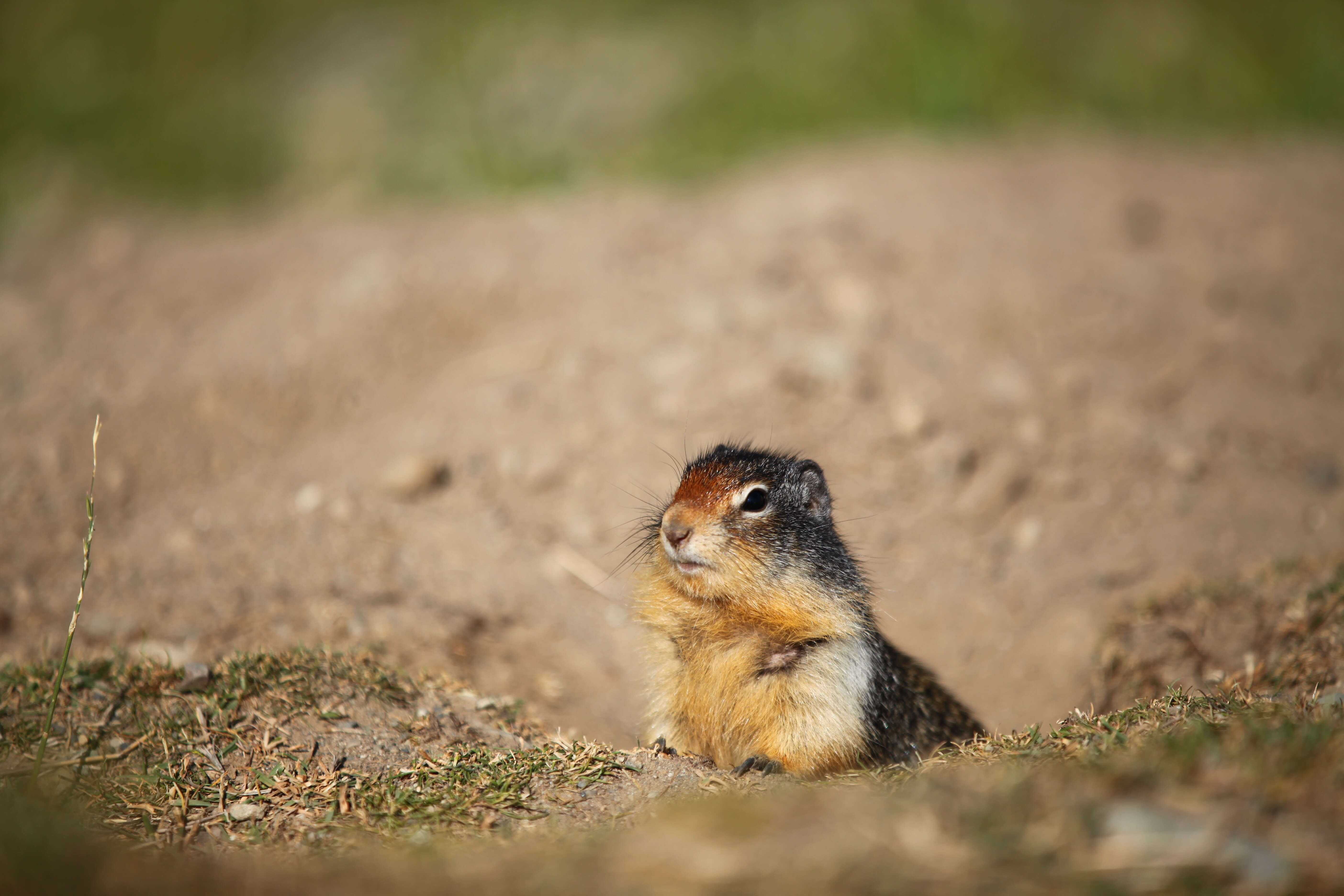 Image of Columbian ground squirrel