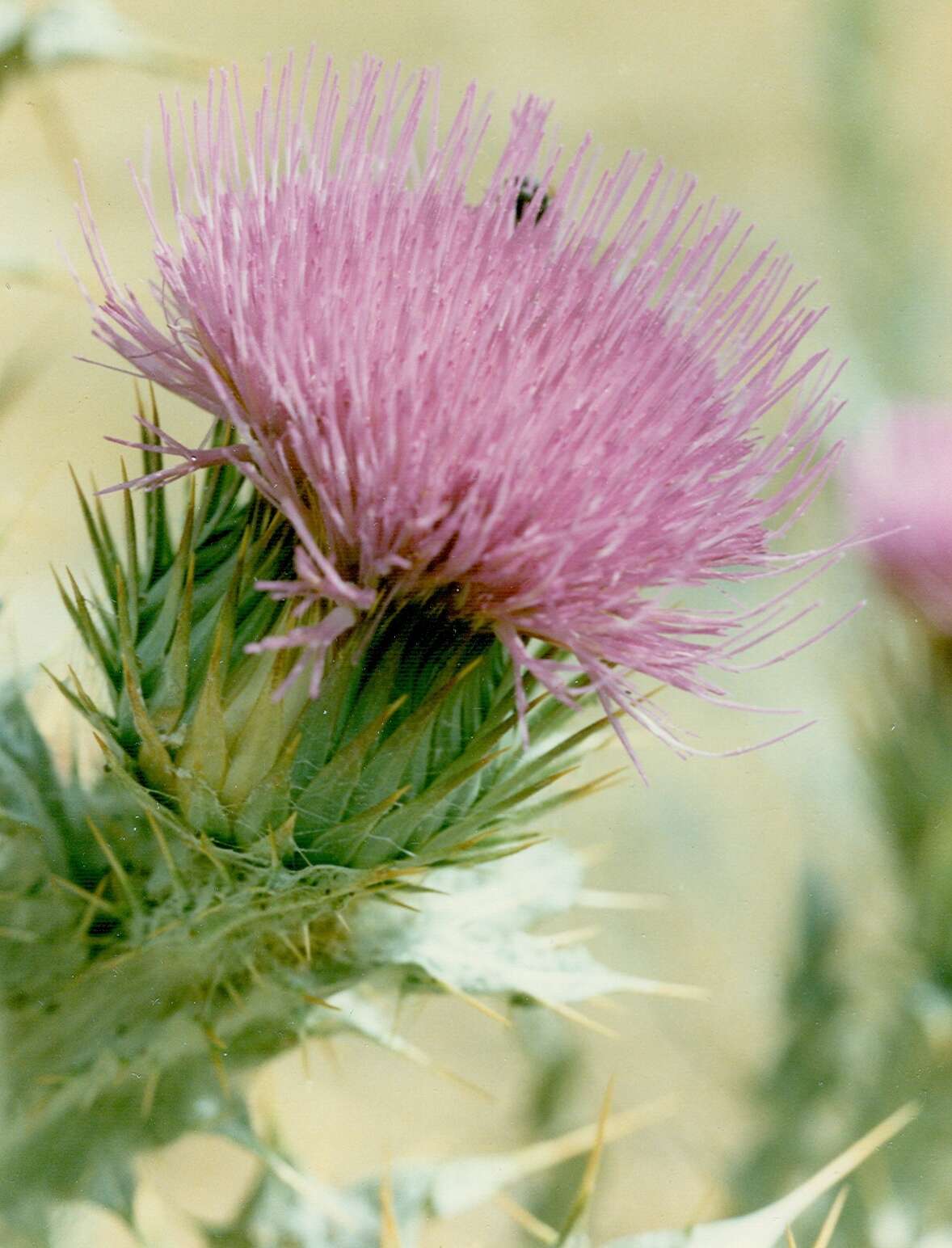 Image of Moor's Cotton Thistle